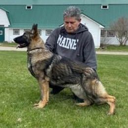 Snooki - German Shepherd