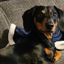 Dachshunds from Wootens Wünderhunds