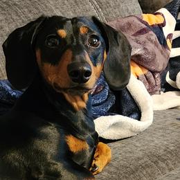 Dachshunds from Wootens Wünderhunds