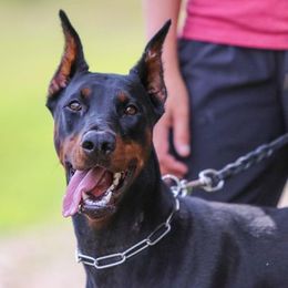 Doberman Pinschers from Crestview Dobermanns