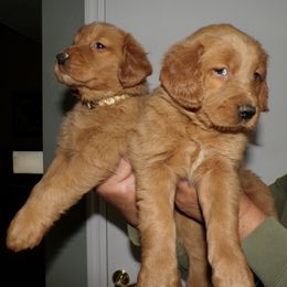 Golden Retriever Puppies from Brisas Goldens