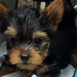 Cade - Black and gold male Yorkshire Terrier puppy in Tyler, Texas from YorkiStars