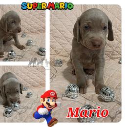 MARIO - Silver gray male Weimaraner puppy in Ferrum, Virginia from LAAT Weims