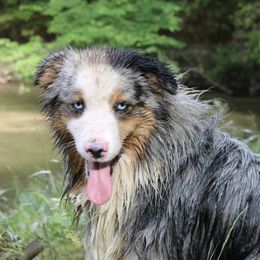 Aussiedoodles, Australian Shepherds, and Miniature Australian Shepherds from Ten Mile Aussies
