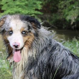 Aussiedoodles, Australian Shepherds, and Miniature Australian Shepherds from Ten Mile Aussies