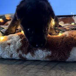 German Shepherd Puppies from Legacy K9’s