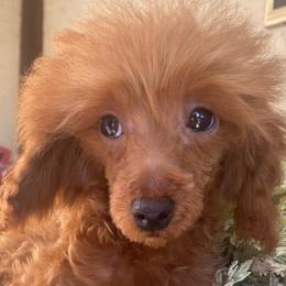 Zinfandel - Red  Poodle puppy in El Sobrante, California from Mckendra's Legacy