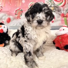 Arctic - Blue merle male Aussiedoodle puppy in Dickerson, Maryland from Pawsome Aussie Doodles and Oodles