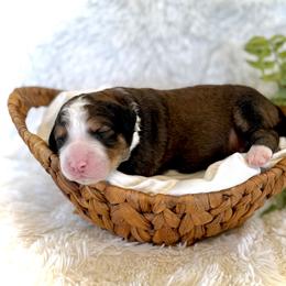 Tucker - Sable male Bernedoodle puppy in Bremen, Indiana from Farmland Doodles