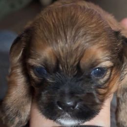 Shih Tzus and Yorkshire Terriers from Puppy Paws