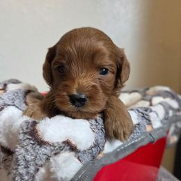 Crush - Red male Cavapoo puppy in Blackfoot, Idaho from Draper Mountain Doodles