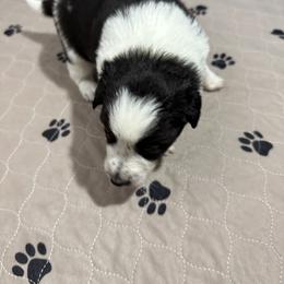 Border Collie Puppies from Roaring River Border Collies