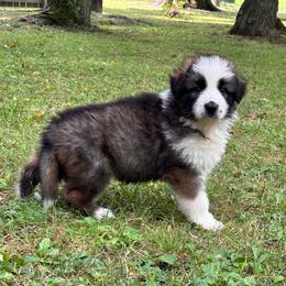 Sable male panda - Panda male German Shepherd puppy in Lordstown, Ohio from Jewels German Shepherd