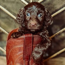 Etta James - Chocolate female Australian Labradoodle puppy in Decatur, Alabama from Southern Meadows Doodles