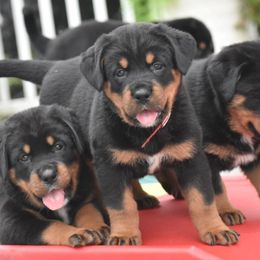 Boy 5 - male Rottweiler puppy in Catawissa, Pennsylvania from Sharp Ridge Rottweilers