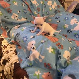 Khaari - Cream and white female Chihuahua puppy in Beaumont, Texas from Anastasia’s Tiny Pupps
