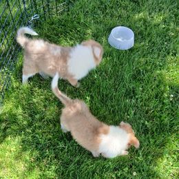 Sunny - Sable merle and white male Collie puppy in St Stephens, Wyoming from Desert Kennels