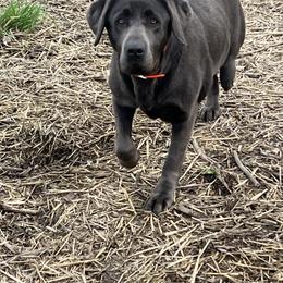 Ahsoka - Labrador Retriever
