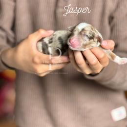 Jasper - Chocolate merle male Bernedoodle puppy in Tulsa, Oklahoma from The Poodle Co. Raising Doodles & Poodles