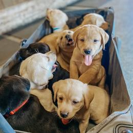 Labrador Retriever Puppies from Landon J Farms Labrador Retrievers