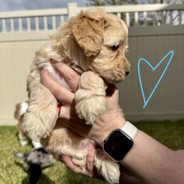 Bernedoodle, Cavalier King Charles Spaniel, and Poodle Puppies from Ellas.Pups (Bernedoodles & Cavapoos)