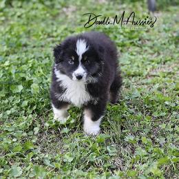 Maverick - Black tri-color male Australian Shepherd puppy in Olivehurst, California from Double M Aussies
