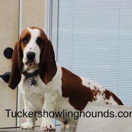 Ellie-Mae - Basset Hound