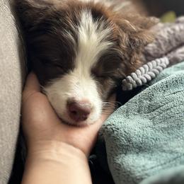 Border Collie Puppies from Astoria Border Collies