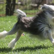 Brittanys and Lowchen from Trapezy Dogs - Brittany & Lowchen