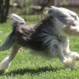 Brittanys and Lowchen from Trapezy Dogs - Brittany & Lowchen