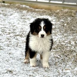 Adidas - Black tri-color female Australian Shepherd puppy in Ashland, Ohio from SS Australian Shepherds