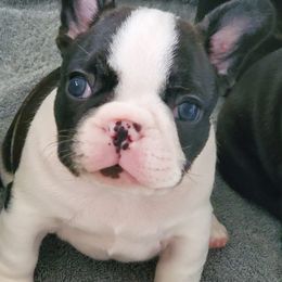 French Bulldogs from Winsome French Bulldogs
