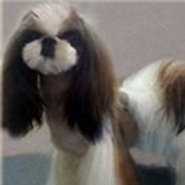 Bliss - Shih Tzu