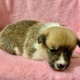 Mint collar female - Fawn female Pembroke Welsh Corgi puppy in Oxford, Pennsylvania from K&S Quality Pembroke Welsh Corgi’s