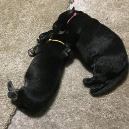 German Shepherd Puppies from StormHaven /Von Dorward German Shepherd Dogs