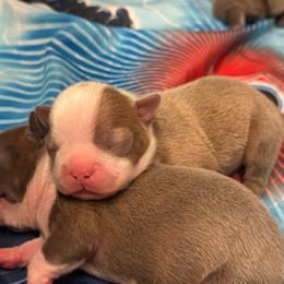 Girl 1 - Lilac female Boston Terrier puppy in Red Rock, Arizona from Cortes Boston Terriers