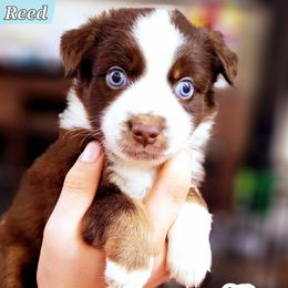 Reed - Red tri male Miniature Australian Shepherd puppy in Punta Gorda, Florida from Christie's Creekside Aussies
