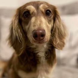 Maggie May - Dachshund