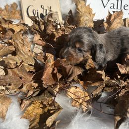 Dapple long haired - Dapple female Dachshund puppy in Spicer, Minnesota from Arrow Valley