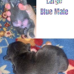 French Bulldog Puppies from Frenchie Puppies in Abbeville