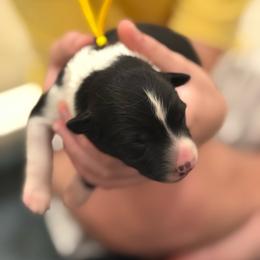Yellow - Black and white female Border Collie puppy in Palmetto Bay, Florida from Hill Valley Border Collies