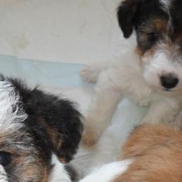 Wire Fox Terriers from Fox Lore Terriers