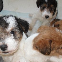 Wire Fox Terriers from Fox Lore Terriers