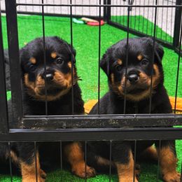 Puppy 4 - Black and rust male Rottweiler puppy in Arizona from TRK Rottweilers