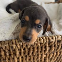 Ray - Dapple female Dachshund puppy in Bremen, Georgia from Asapp’s Sweet and Spicy Dachshunds