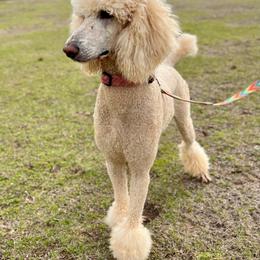 Prada - Poodle