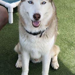 Siberian Husky All Grown Up from Yakone Sesi