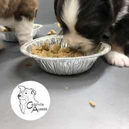 Australian Shepherd Puppies from Cedarville Aussies