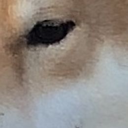 Shiba Inu from Null