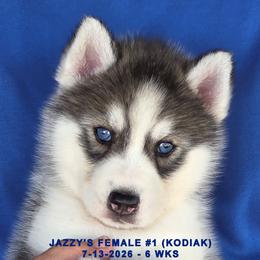 JAZZY'S FEMALE 1 - Black and white female Siberian Husky puppy in Manilla, Iowa from Bruck's Siberian Huskies